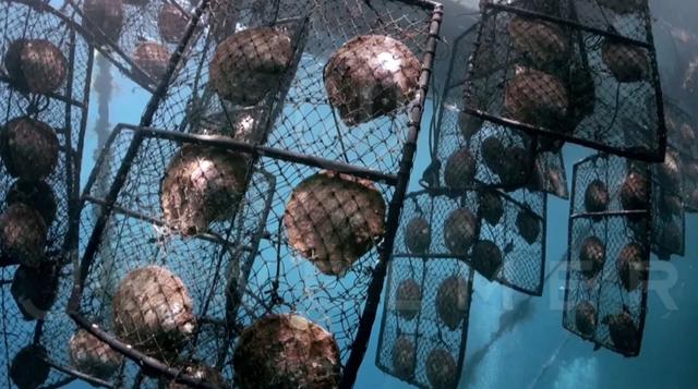 「干货」南洋金珠专题直播精彩集锦，专家教你怎么看南洋珍珠