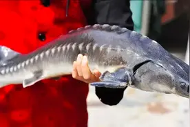 长江数次发现西杂鲟，捕获后不能放生，它是怎么来的？图片