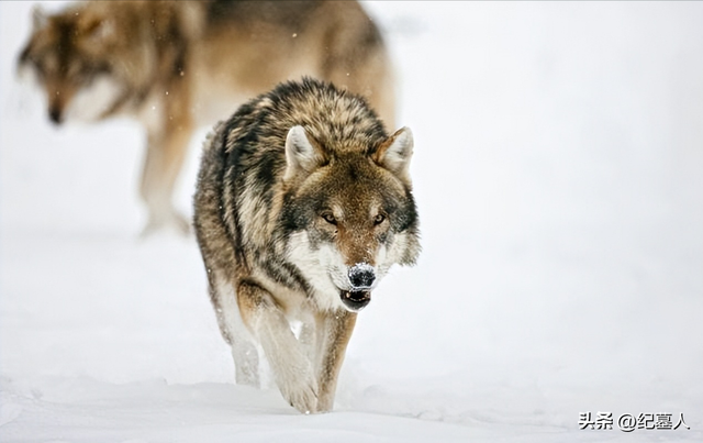 64年勘测队遭遇凶猛狼群,战士心软投喂食物,头狼带群狼前来报恩