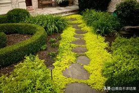 你家小院有没有这些高颜值的“地被植物”？图片