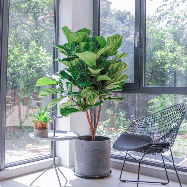 5种耐阴的大绿植,满满的热带度假风,最适合摆客厅(室内大叶植物有哪些