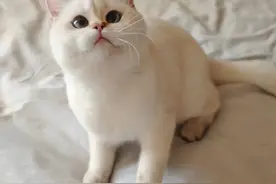 一山不容二猫，多猫家庭里猫咪不和睦怎么办？图片