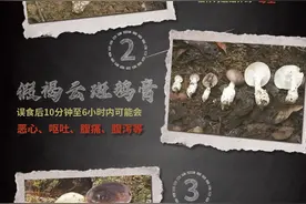 毒菇求“bye”，路边的野菇你不要采图片