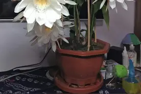 老花匠教你怎样养昙花，学会这“几招”，定能“昙花一现”图片