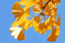 壁纸｜金灿灿的黄金色银杏叶，非常的漂亮，美不胜收，请大家欣赏图片