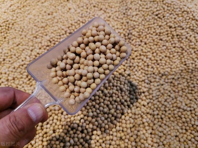 豆粕疯涨，养殖能不能不用豆粕？