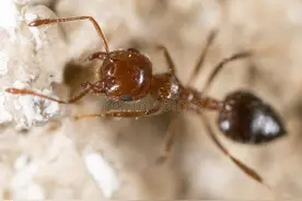 蚂蚁社会——一个等级森严的流浪王国图片