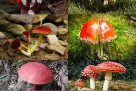 毒蘑菇都长什么样？我们日常肉眼能不能分辨？图片