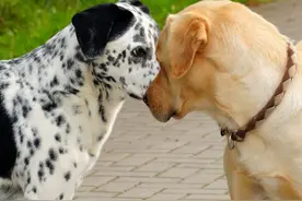 狗子们交配时，为何会如此“难分难解”？图片