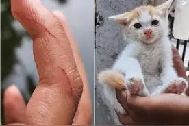 25张猫咪meme图，笑到喷饭哈哈哈哈哈哈图片