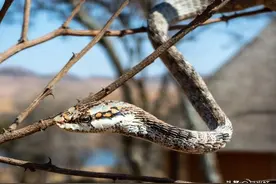 冬天不仅有蛇而且还是剧毒蛇，大叔冬天被眼镜王蛇咬伤昏迷不醒图片