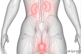 肾：什么时候被古代人发现的，中西方对我的看法有差异缘自文化图片