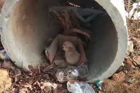 双脚被压坏的小金毛，获救时，呆萌狗狗沉默的模样，让人格外心疼图片