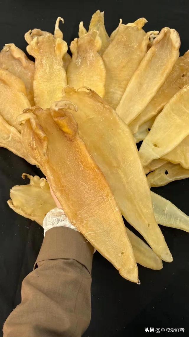 巴西北海鱼胶 巴西北海鱼胶的图片