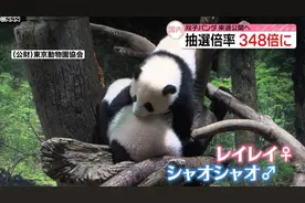 日本推出熊猫屁屁主题写真集，满屏都是圆滚滚毛茸茸图片