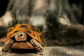 乌龟浮水就是生病？9大浮水原因分析！图片