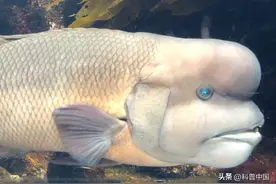 这种生物雌雄同体，一不小心“老婆”变成了“老公”？图片