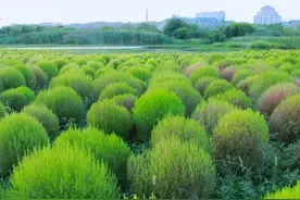 扫帚苗，还有个好听的名字，地肤图片