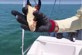 吃个螃蟹还要坐牢？只吃蟹钳就没事，为什么吃整只却要坐牢？图片