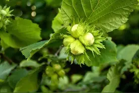 故事：那年在大山深处采摘榛子，我与33岁丧偶女子的情缘图片