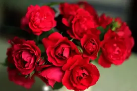 七夕节这一天，给对象送的花可千万别搞错了图片