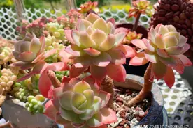 多肉长太高杆子都弯了？只是小问题，有3种方法可让它们重新变美图片