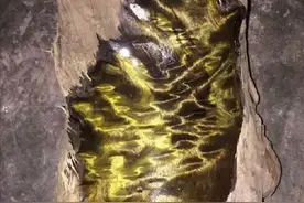 一棵金丝楠木价值上亿！为什么树苗才10元一棵，却没有人肯种？图片