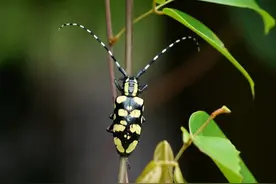 蛀干害虫——天牛图片