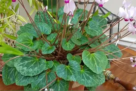 养盆栽仙客来掌握7点，养20~30年都不是问题，年年能开花图片