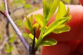 酸枣芽茶——家庭自制图片