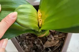 想要君子兰抽“花箭”，必须满足2个“硬性”条件，别再乱折腾了图片