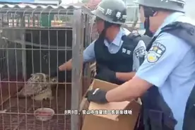 “大眼萌”饿得动不了，民警“收养”8天后放飞……图片