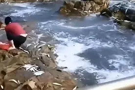 山东海滩突然涌现大量海鱼,网友猜测与日本核污水有关？图片