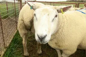 羊是忍痛能力最强的动物？“骟”羊时，为何很少听见羊发出惨叫？图片