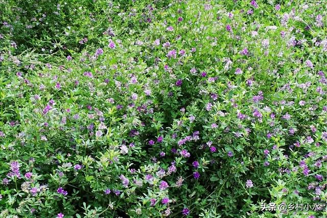 紫花苜蓿被誉为“牧草之王”，亩产5吨，是禽畜的优质青饲料