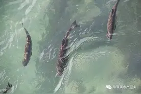 水产养殖-10类症状相似鱼病图片