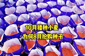 今年小麦种少、价格高？10月种小麦，8月就抢购麦种，发生了啥？图片