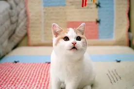 如果“白送”你一只猫，这10种猫，你想带谁回家图片