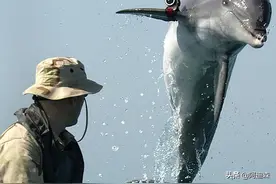 神秘的俄罗斯海豚“间谍”曝光！看看海豚海豹战士能执行啥任务图片