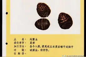 活血疗伤的土鳖虫图片