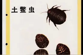 活血疗伤的土鳖虫图片
