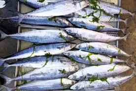 寻渔记｜各式海鲜什么季节最肥美？图片