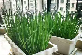 阳台种菜很简单，6种菜，有阳光就疯长，不停长不停吃收获不断图片