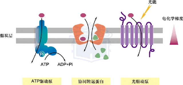 主动运输的三种能量供应原理