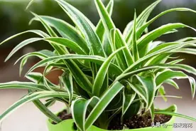 1月扦插好时节，四种花现在扦插正当时，成活率高当年有花赏图片