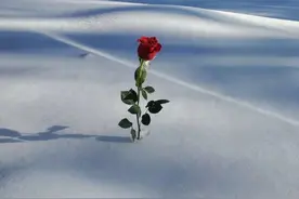 办公室恋爱必须禁止！那些隐藏的弊端，让你不得不防图片