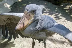 世界十大奇异动物图片