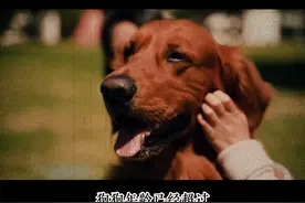 最高比例为每5只狗狗就有1只狗狗会出现的疾病。有时，调...图片