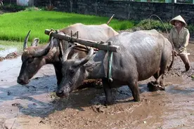 家水牛也有两种？我们常见的家水牛究竟是哪一种？图片