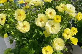阳台盆栽“新宠”—蝴蝶花毛茛，颜值高、开花多，养护也不难图片